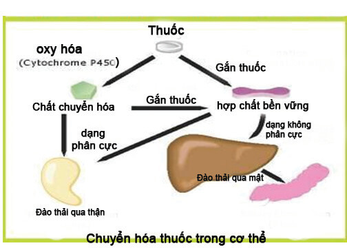 thuoc_gan_voi_protein_huyet_tuong